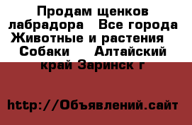 Продам щенков лабрадора - Все города Животные и растения » Собаки   . Алтайский край,Заринск г.